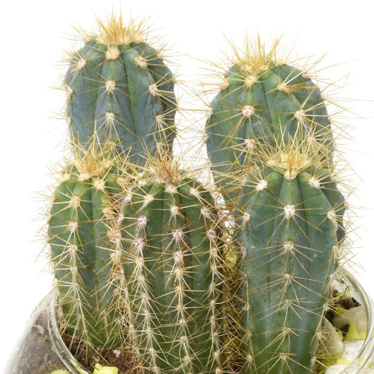 沙漠綠洲多肉植物佈置(AR2292)