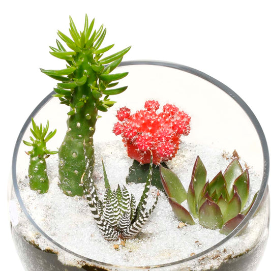 Gardens of Santa Fe Terrarium (AR2504)