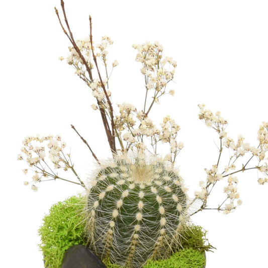 A Desert Oasis Succulent Arrangement (AR2292)