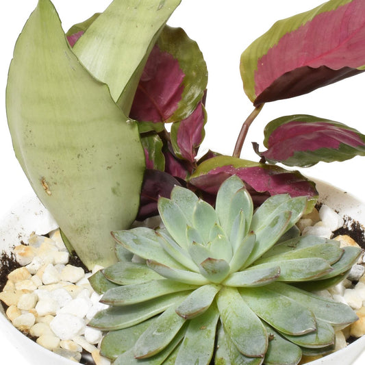 伊甸園熱帶花園 (AR2512)