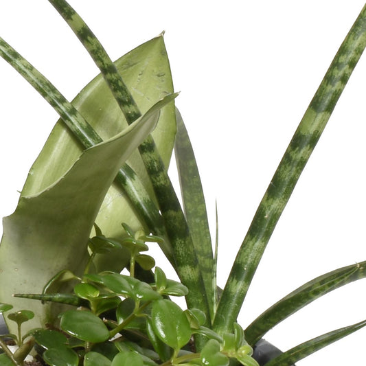 卡塔赫納花園 (AR2506)