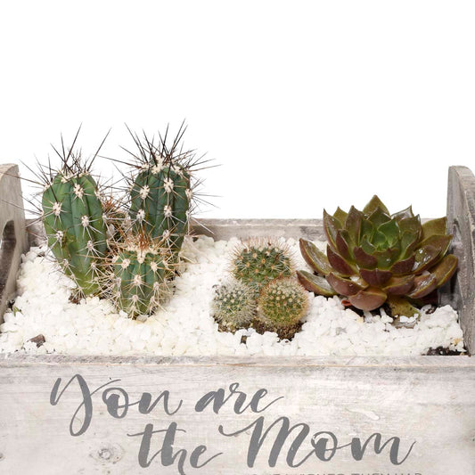 Succulent Plant Garden of Malaga (AR2270)