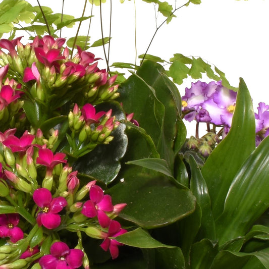 馬貝拉花園 (AR2273)