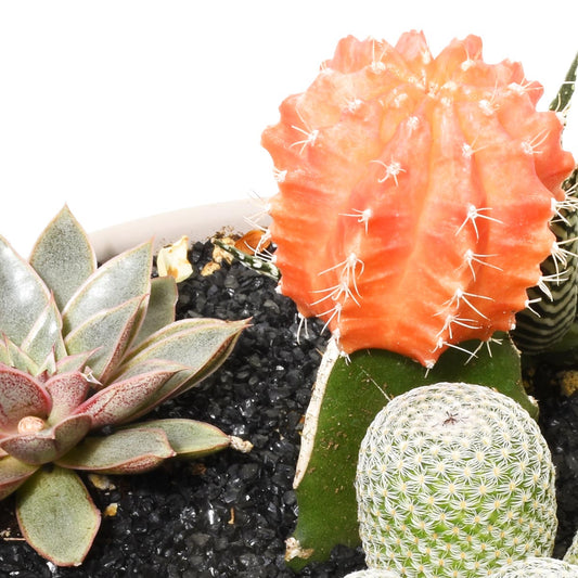 聖塞瓦斯蒂安花園(AR2291)