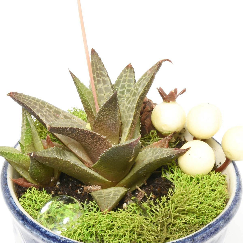 Gardens of Cadiz (AR2284)