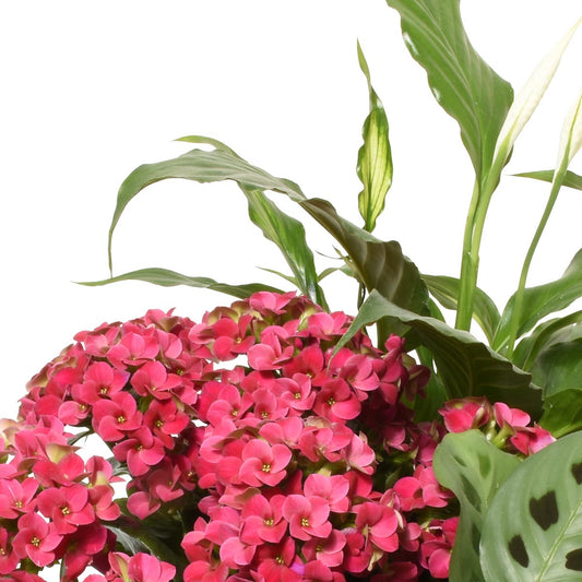 媽媽最喜歡的花園 (AR4230)