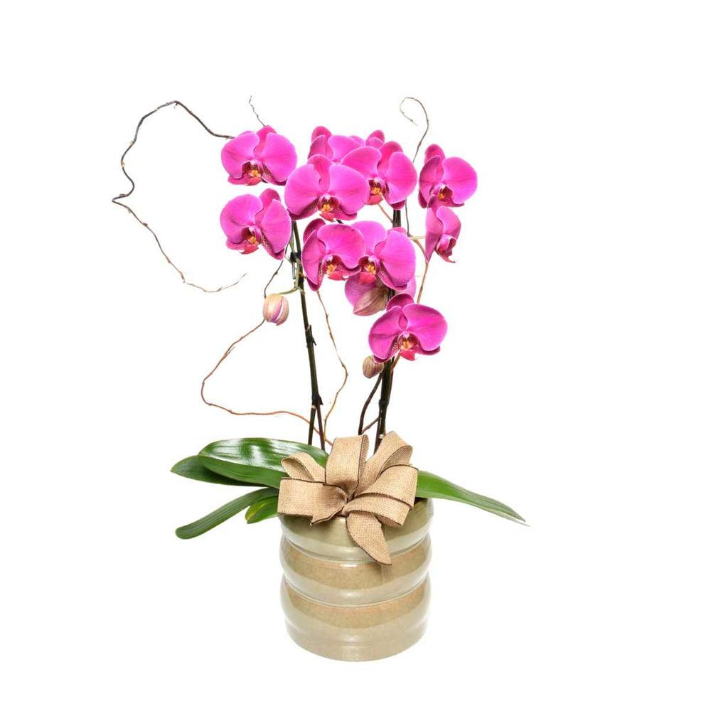 Purple Rain Orchid Plant (AR2062)