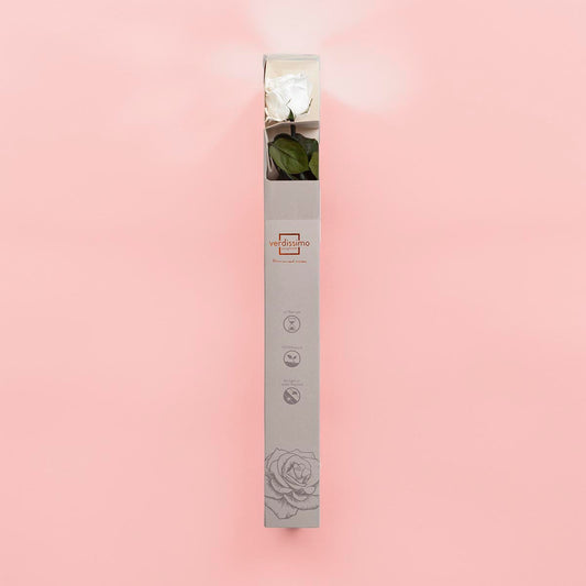 Preserved White Rose in Gift Box (PR1003)
