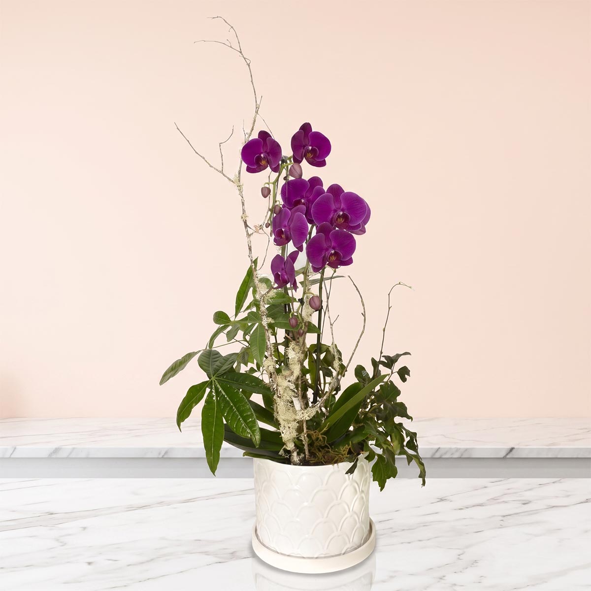 Deluxe Orchid & Tropical Plant Subscription (SR2018)