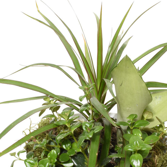 索諾拉花園 (AR2083)