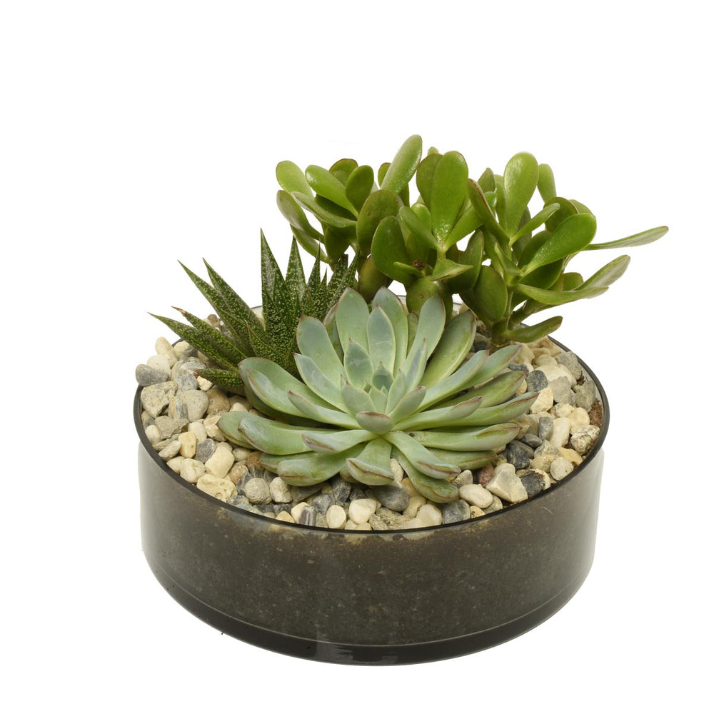 Tahiti Succulent Garden (AR2214)