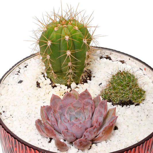 The Cacti Garden (AR4807)