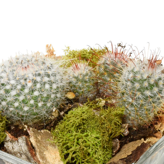 The Cacti Terrarium (AR4234)