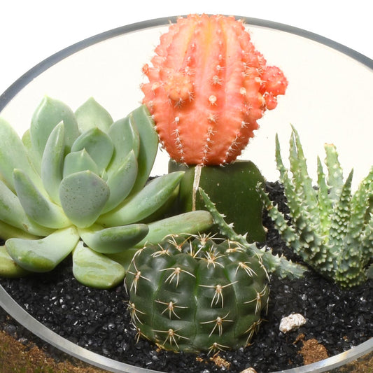 春季生態瓶(AR2530)