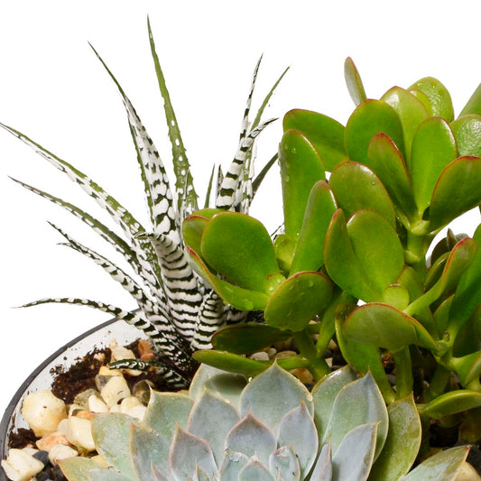 The Spring Terrarium (AR2530)