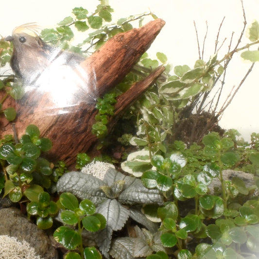 The Spring Terrarium (AR2530)