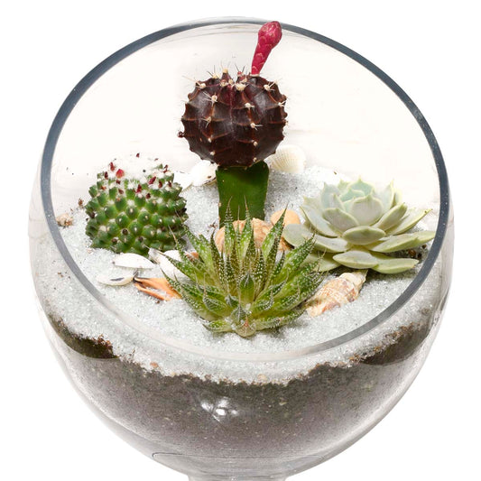 The Succulent Terrarium (AR2531)