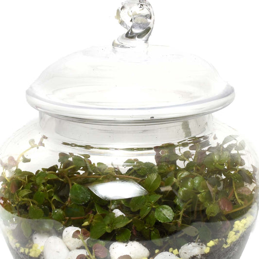 Gardens of Curazao Terraium (AR2502)