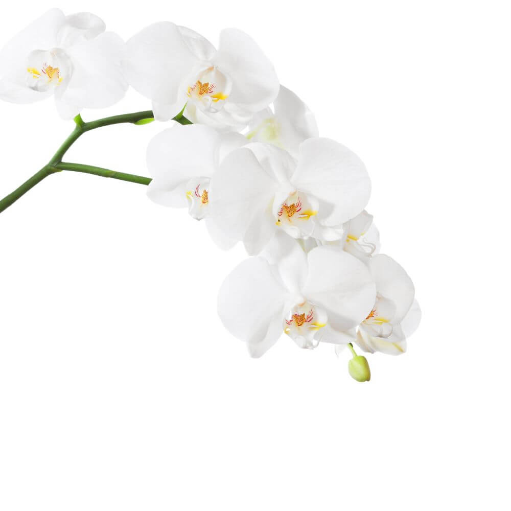 White Swan Orchid Plant (AR2023)