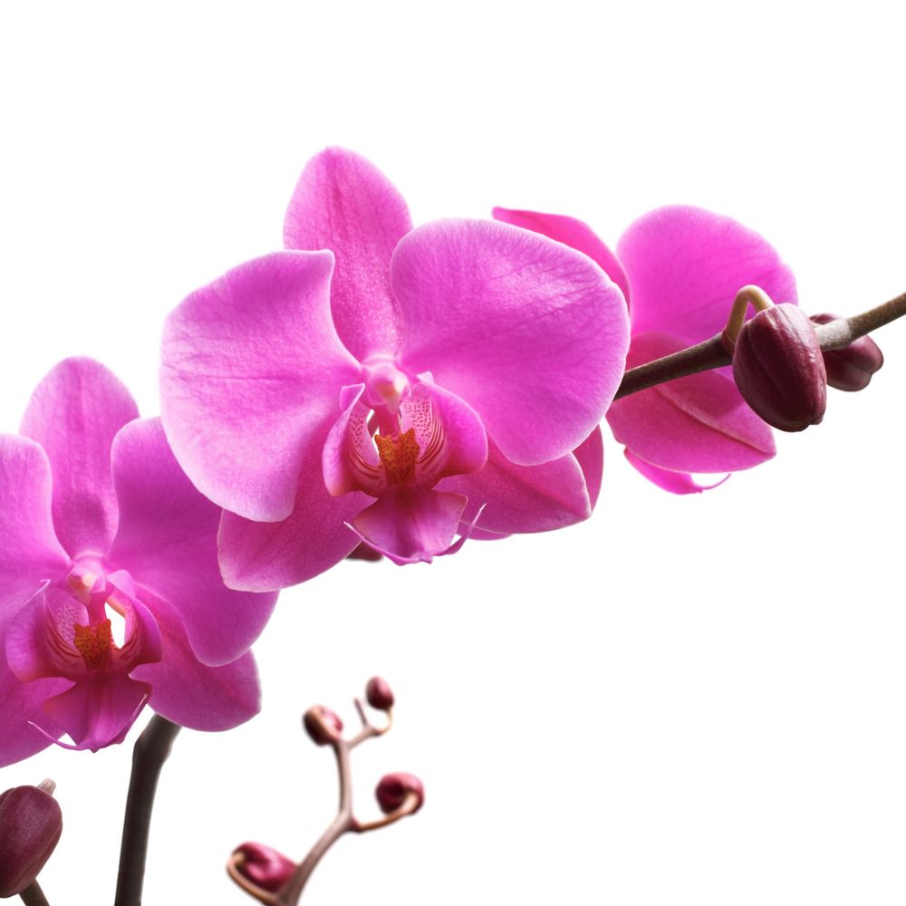 Purple Rain Orchid Plant (AR2062)