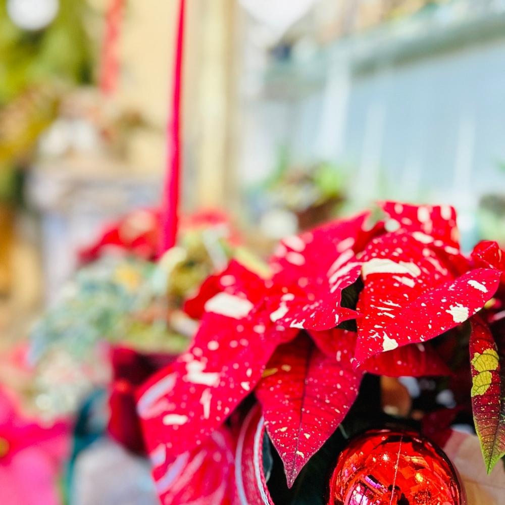 Embellishing your table with Christmas Centrepieces from Adele Rae Florist