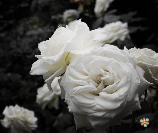 Choosing Appropriate Flowers to Send as a family friend to a funeral by Adele Rae Florists