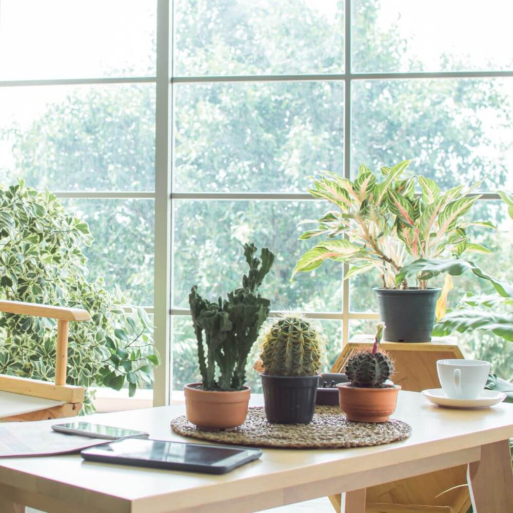 Adding joy to your home office with easy care indoor plants by Burnaby Florist Adele Rae