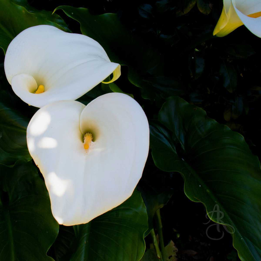 The Language of Flowers: Offering Comfort During Difficult Times by Adele Rae Florists