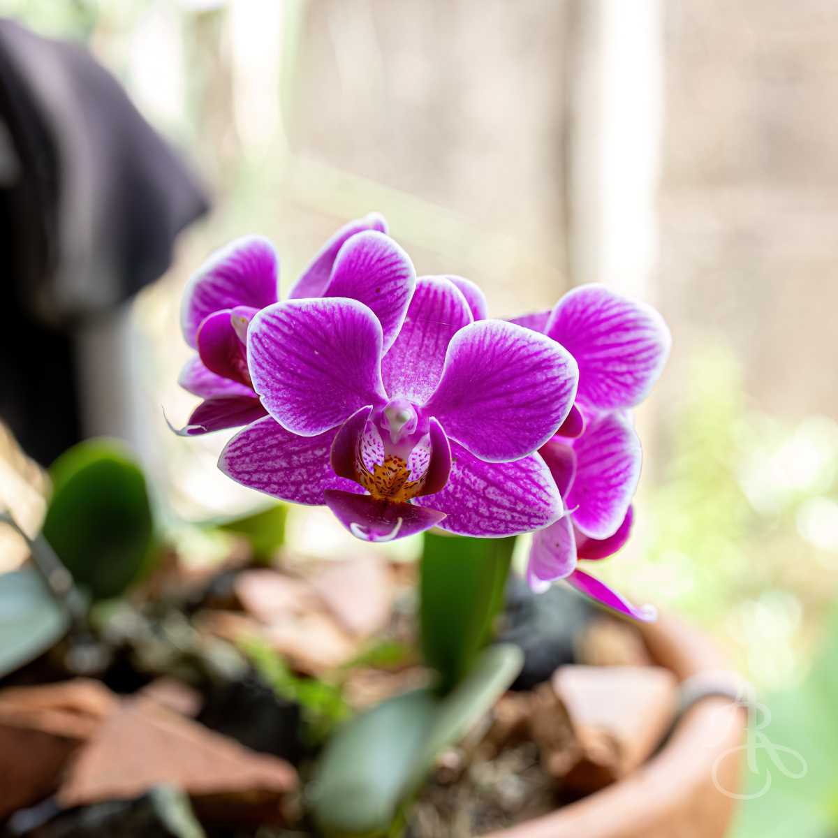 Keep Your Orchids Blooming Beautifully All Year Round by Adele Rae Florists