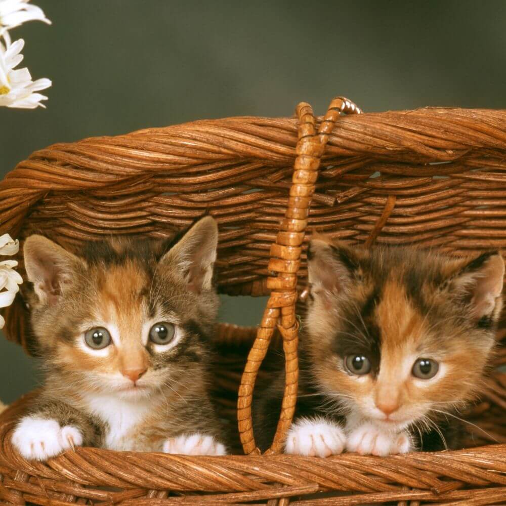 Popular houseplants that can be toxic for cats and dogs by Adele Rae Florists