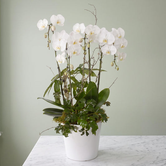 Grande Quad-Stem Orchid Subscription (SR2019)