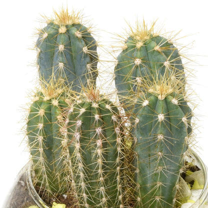 Three cacti with spines on a white background