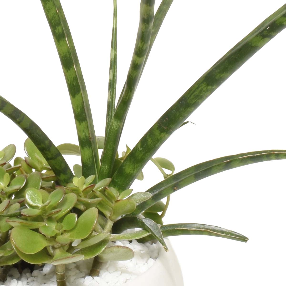 Arrangement de succulentes dans une oasis du désert (AR2292)
