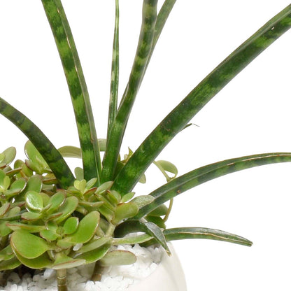 Arrangement de succulentes dans une oasis du désert (AR2292)
