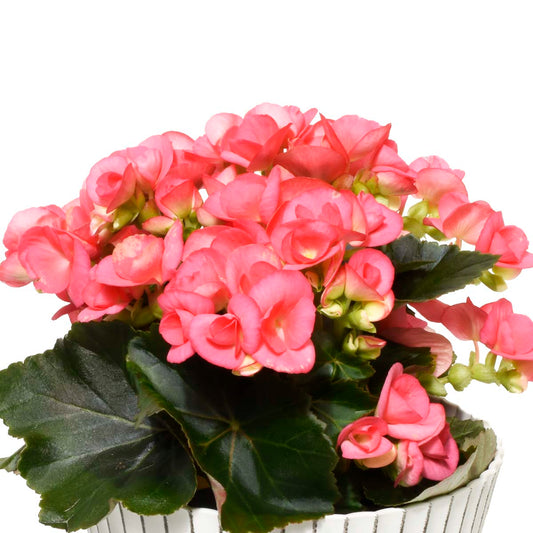 Gardens of Alcala (AR2282)