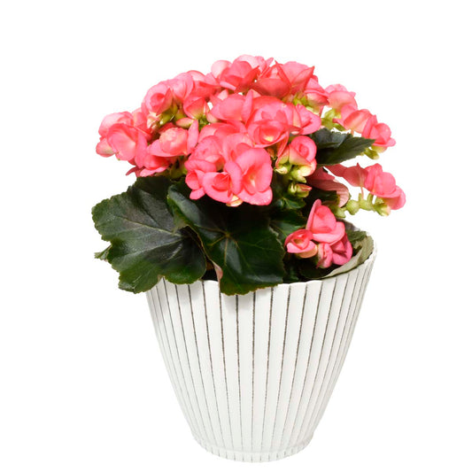 Gardens of Alcala (AR2282)