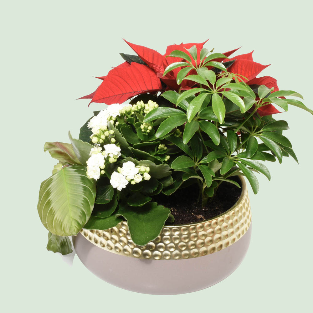 Bora Bora Christmas Plant Garden (AR2501)
