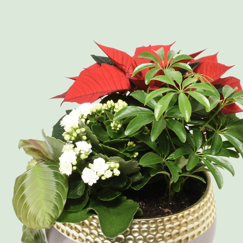 Bora Bora Christmas Plant Garden (AR2501)