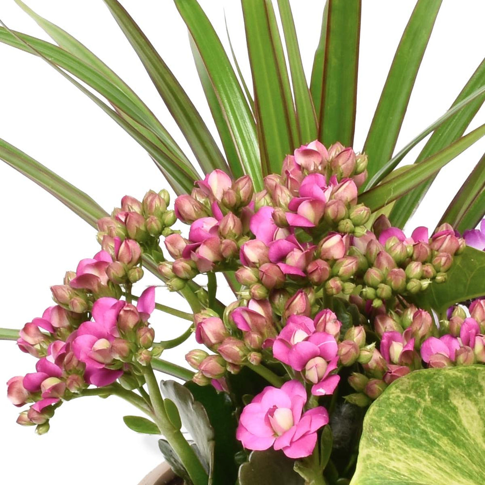Bora Bora Tropical Plant Garden (AR2501)
