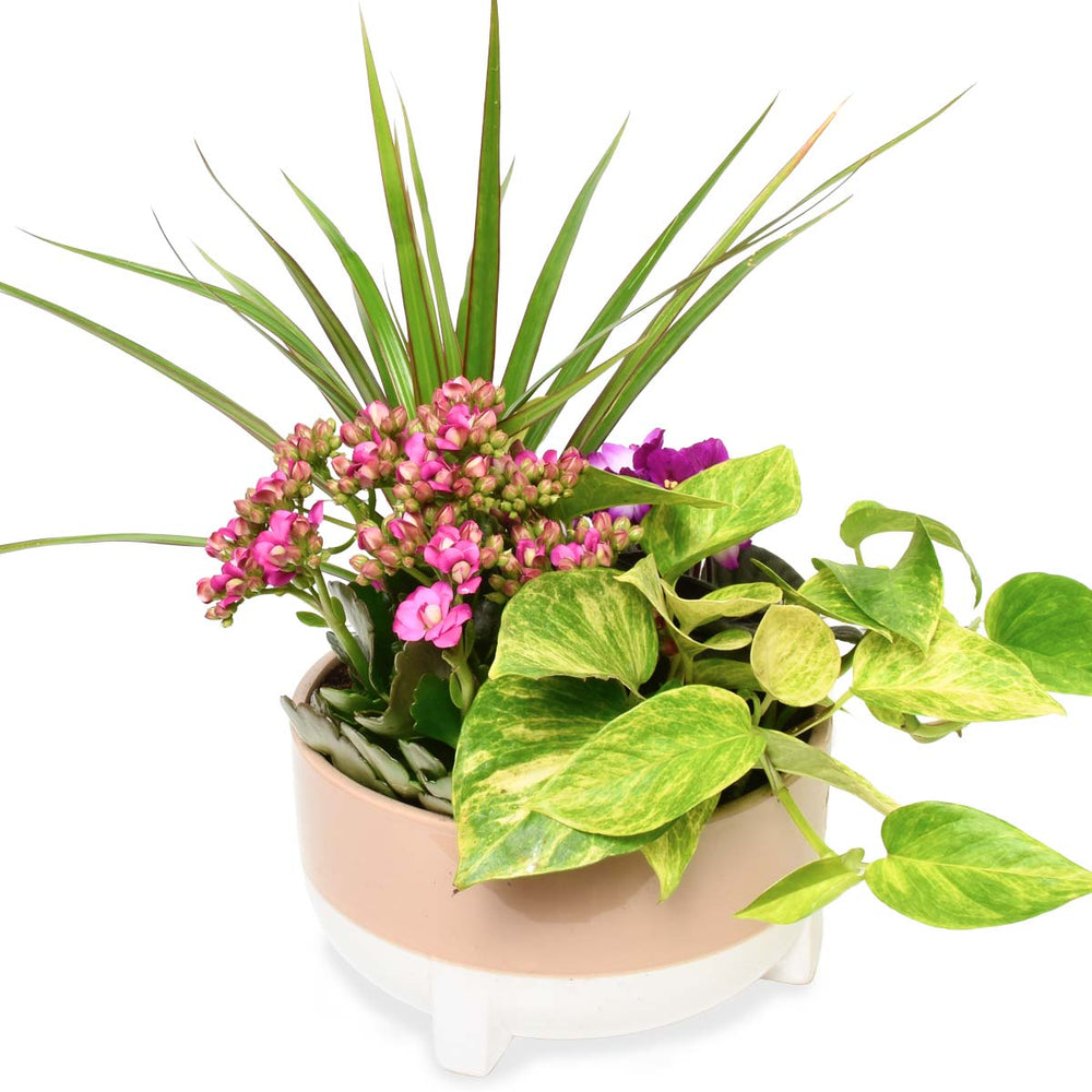 Bora Bora Tropical Plant Garden (AR2501)