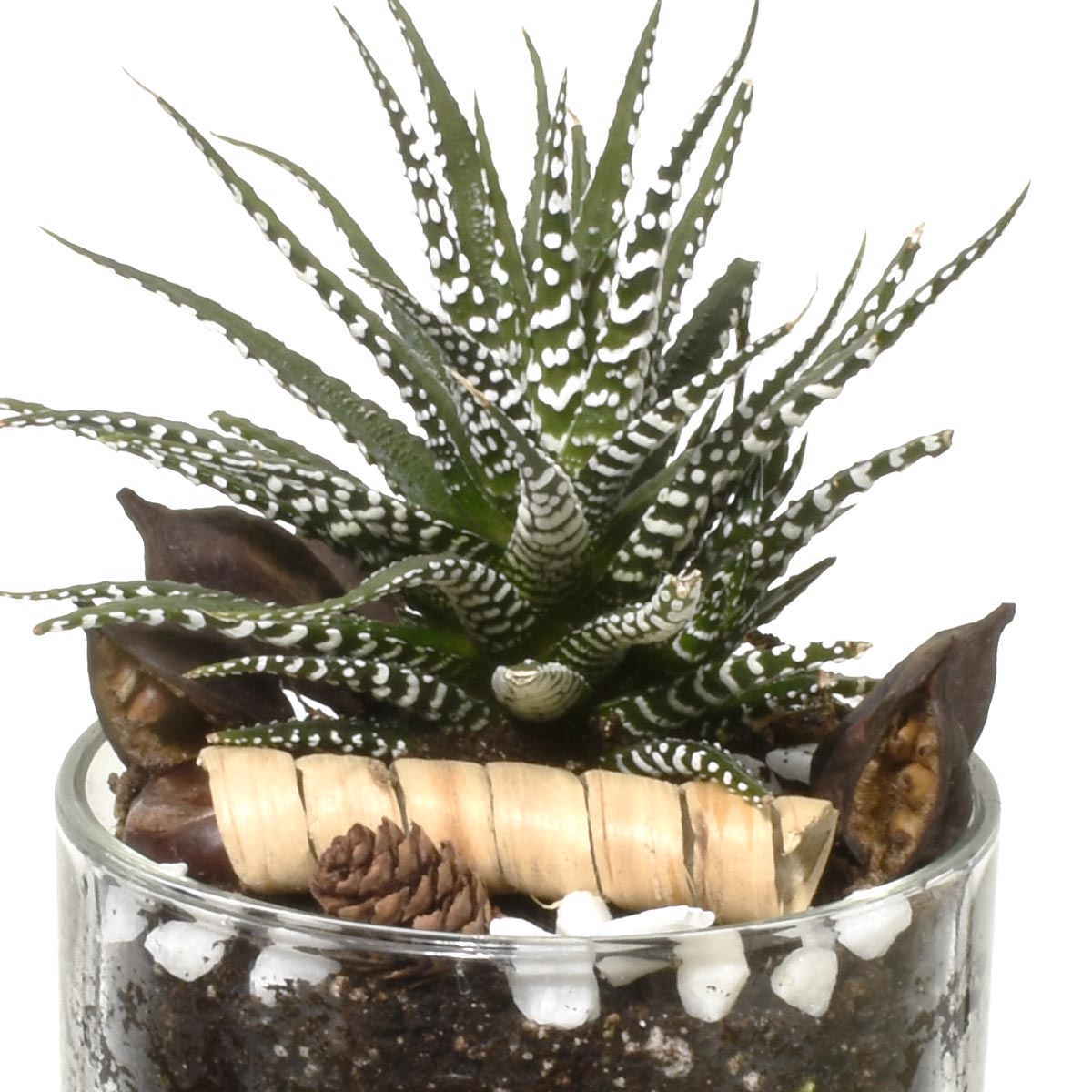 Decorative terrarium with succulents, pebbles, and a shell on a white background