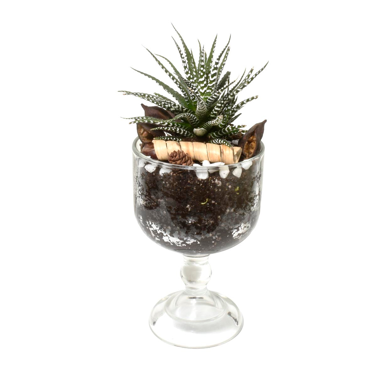 Terrarium with succulents in a glass container on a white background, perfect Dad's gift in Vancouver