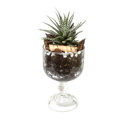Terrarium with succulents in a glass container on a white background, perfect Dad's gift in Vancouver