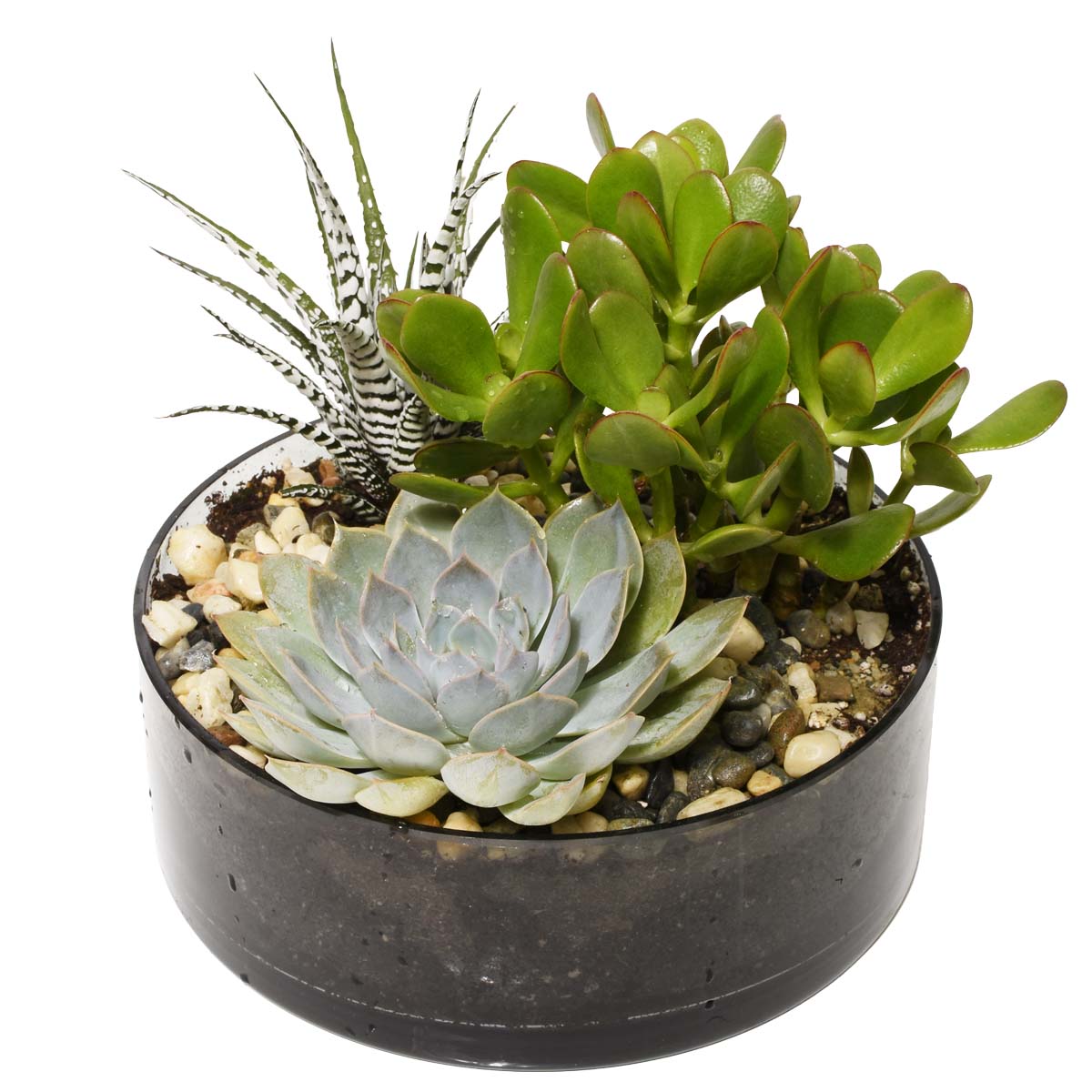 The Spring Terrarium (AR2530)