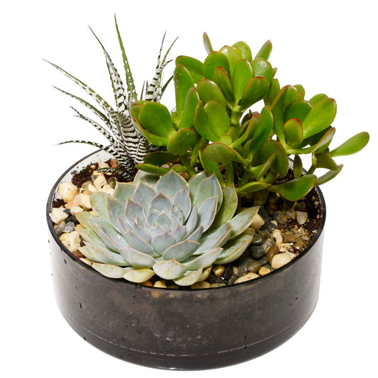 The Spring Terrarium (AR2530)