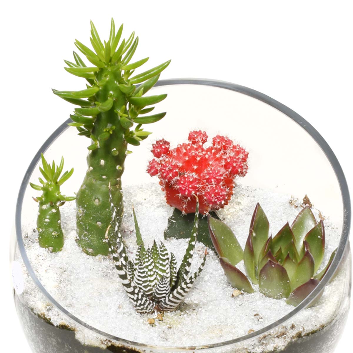 Gardens of Santa Fe Terrarium (AR2504)