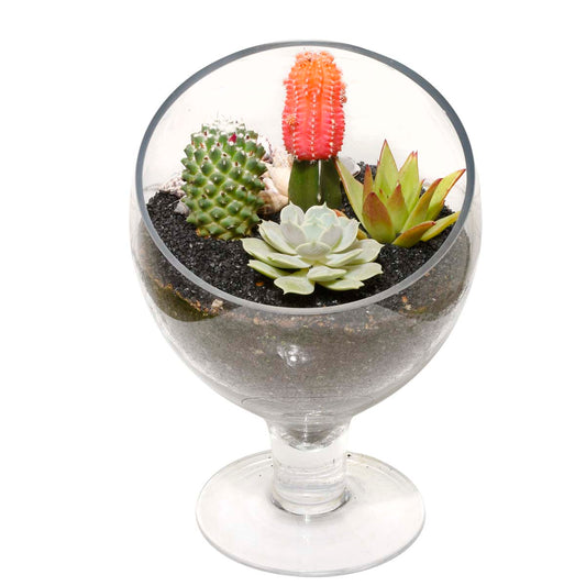 Gardens of Santa Fe Terrarium (AR2504)