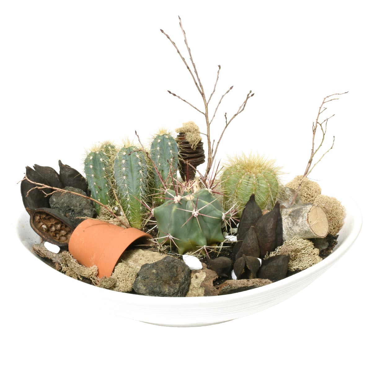 Decorative arrangement with cacti, succulents, and rocks in a white bowl on a white background