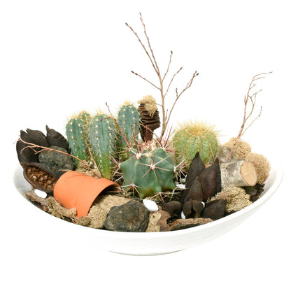 Decorative arrangement with cacti, succulents, and rocks in a white bowl on a white background