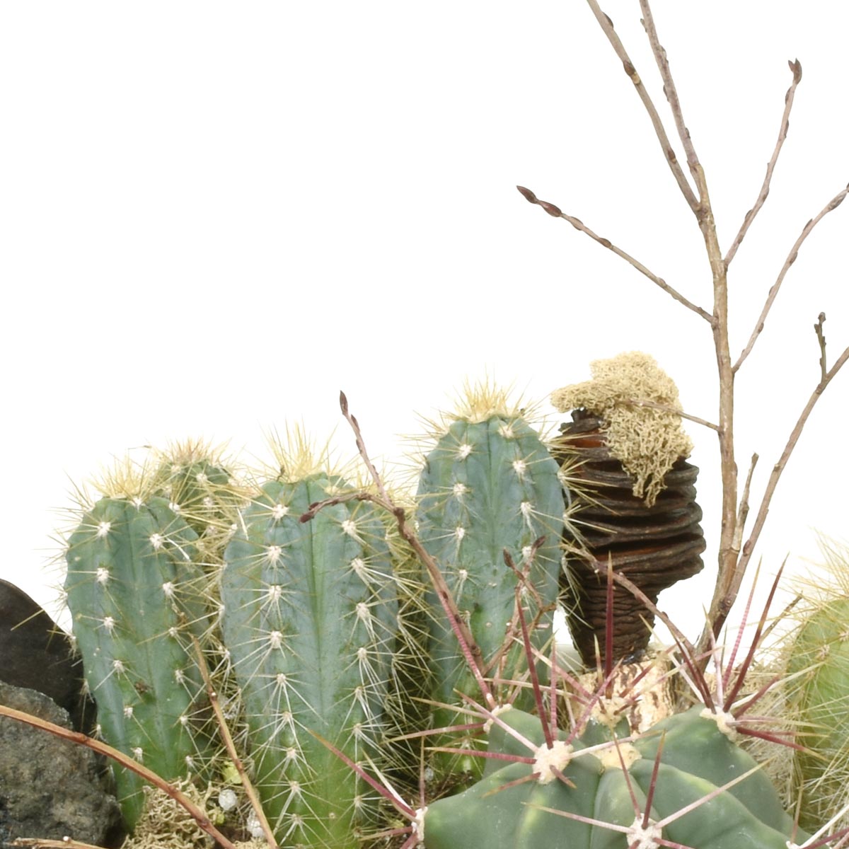 Cactus plant with spines against a blurred background